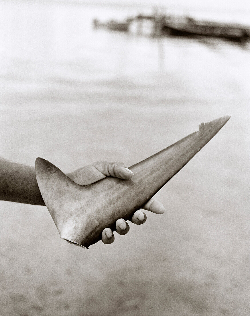 HONDURAS, Roatan, person holding shark fin in hand (B&W)