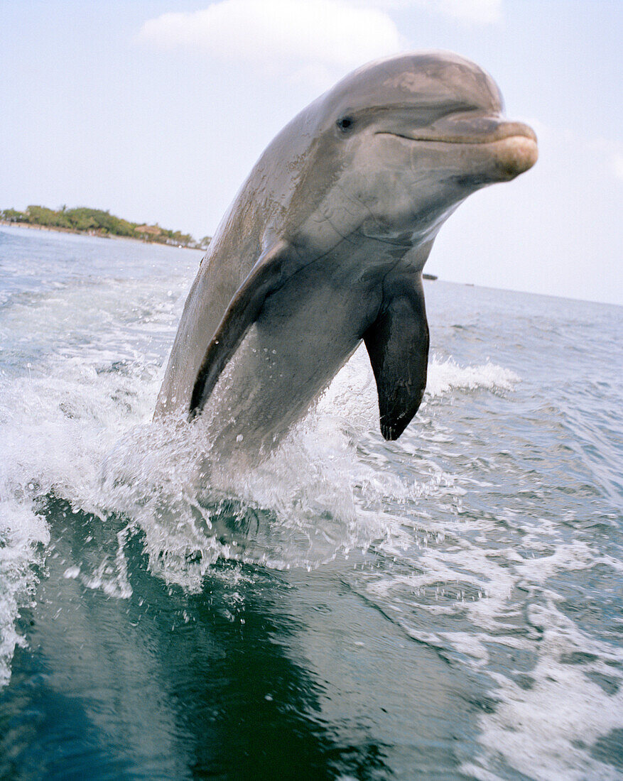 HONDURAS, Roatan, Bottlenose Dolphin jumping out of water