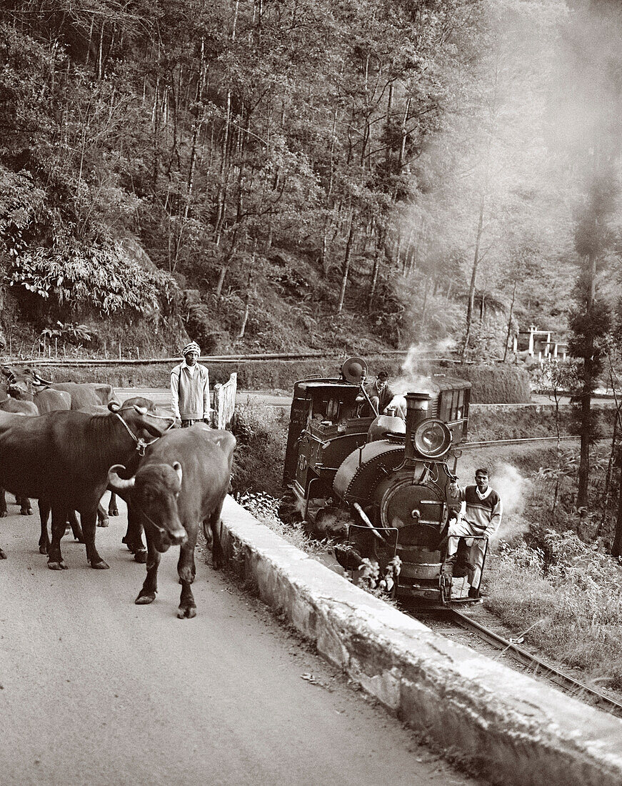 India, West Bengal, farmer and water buffalo next to a passing train, Darjeeling Himalayan Railway (B&W)