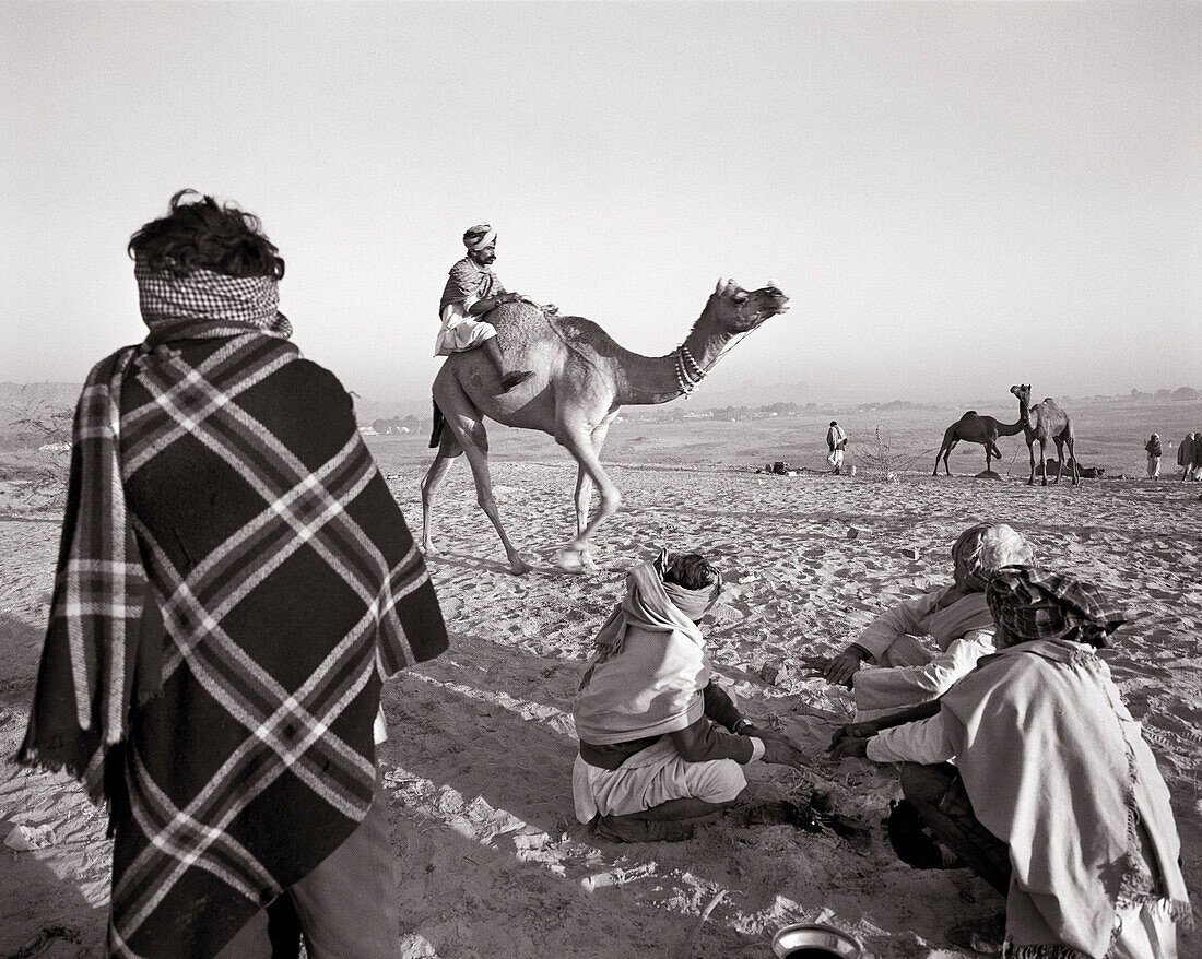 INDIA, Rajasthan, the sale of a camel, Pushkar Camel Fair (B&W)