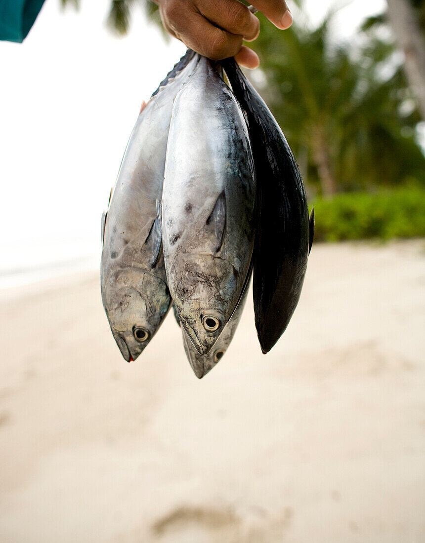 INDONESIA, Mentawai Islands, Kandui Surf Resort, person holding freshly caught fish