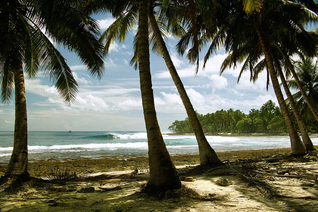 INDONESIA, Mentawai Islands, a shot through the palms of a surfer on a wave at Nipussi surf break
