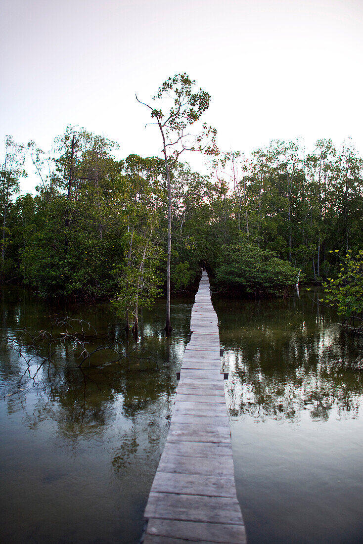INDONESIA, Mentawai Islands, Kandui Resort, a small tsunami foot bridge through the mangroves, leading to higher ground