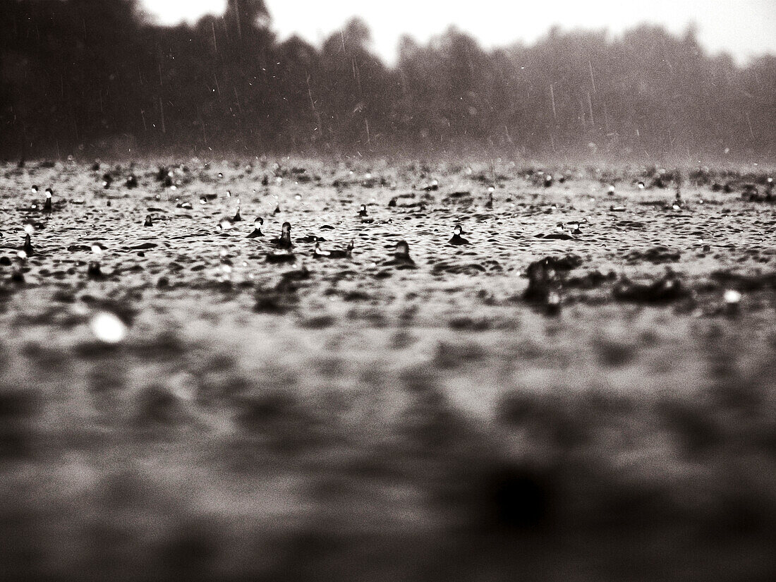 INDONESIA, Mentawai Islands, Kandui Resort, rain drops falling into the Indian Ocean (B&W)