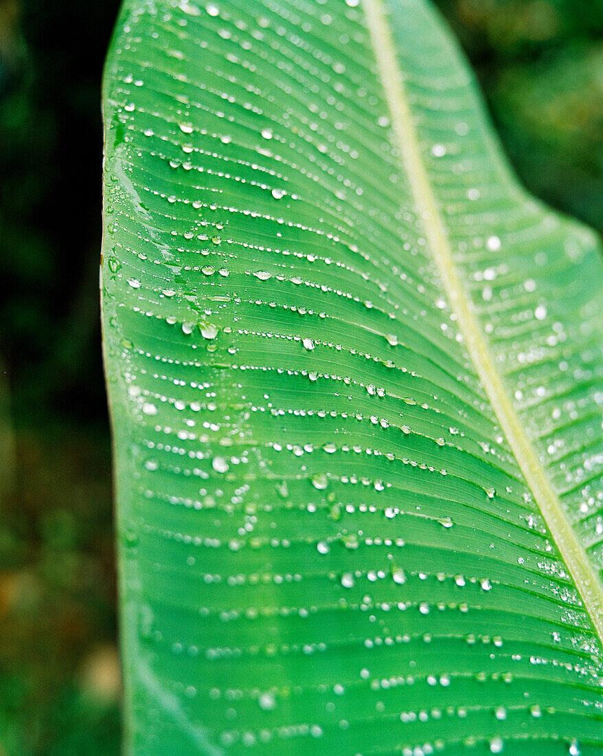 MADAGASCAR, water drops on a green leaf, Perinet
