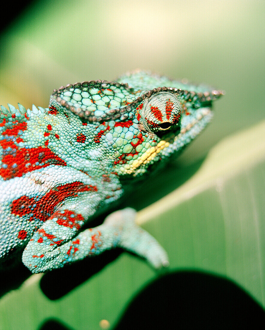 MADAGASCAR, chameleon, close-up, Mandraka Reptile Park, Tana