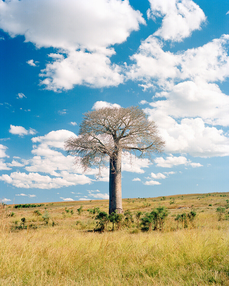 MADAGASCAR, Baobab Tree on a landscape, Isalo