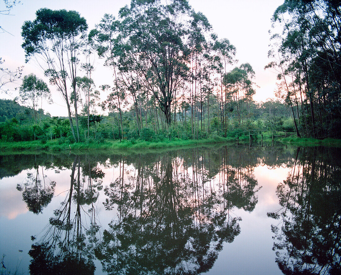 MADAGASCAR, trees reflecting on lake, Vakona Island