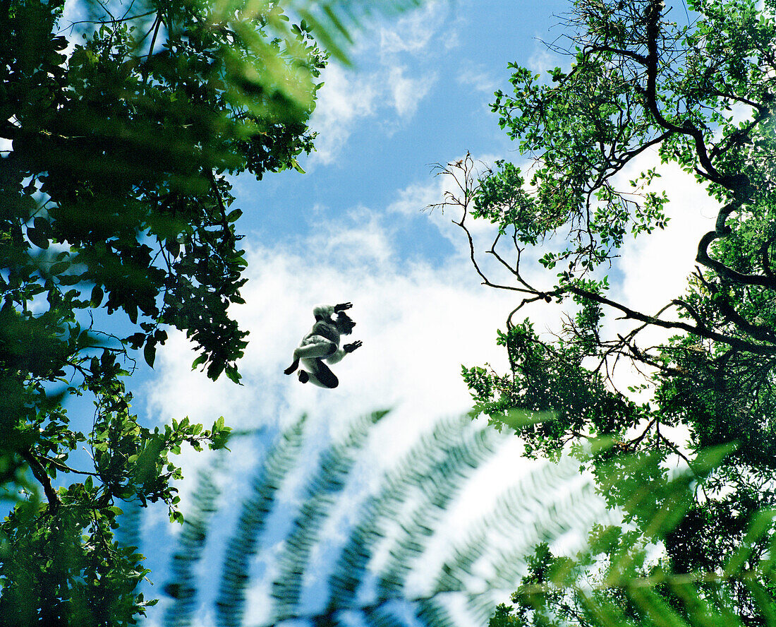 MADAGASCAR, Indri Indri Lemur jumping from tree to tree, Analamazaotra National Park