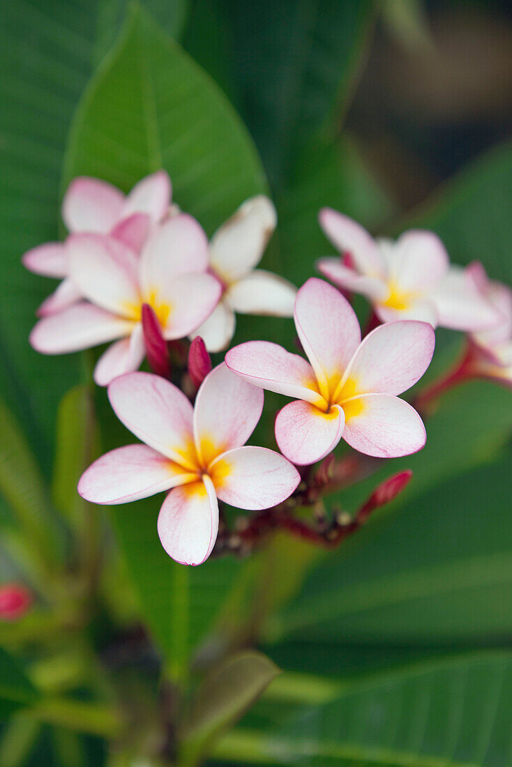 Mauritius, Flic en Flac, Wolmar, Plumeria im Garten des Maradiva Villas Resort and Spa