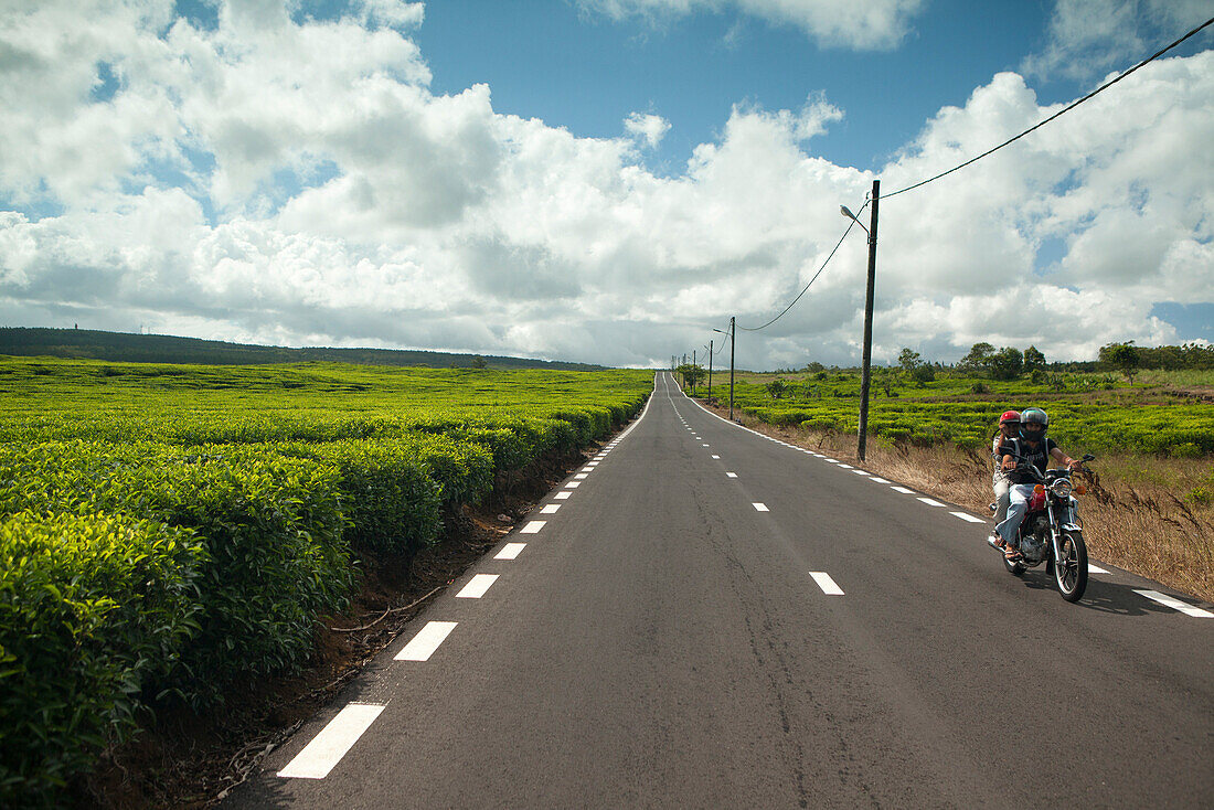 MAURITIUS, a couple on their motorcycle drive through the tea fields of Bois Cherie