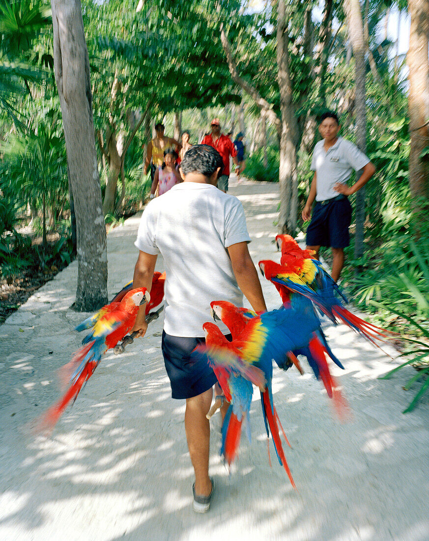 MEXICO, Maya Riviera, man carrying Macaws at Xcaret Eco Park