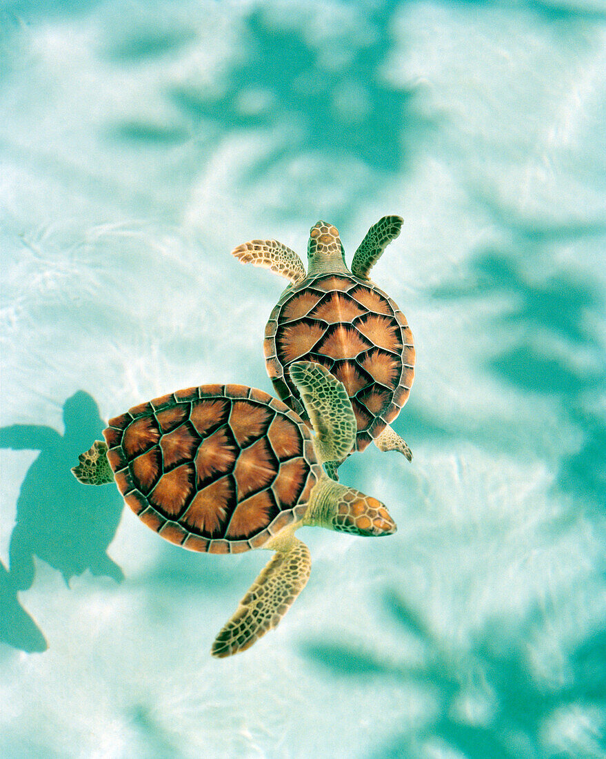 MEXICO, Maya Riviera, Green Sea turtles swimming in the water