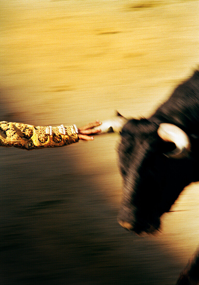 MEXICO, Tijuana, matador running from bull with had on horn, action blur