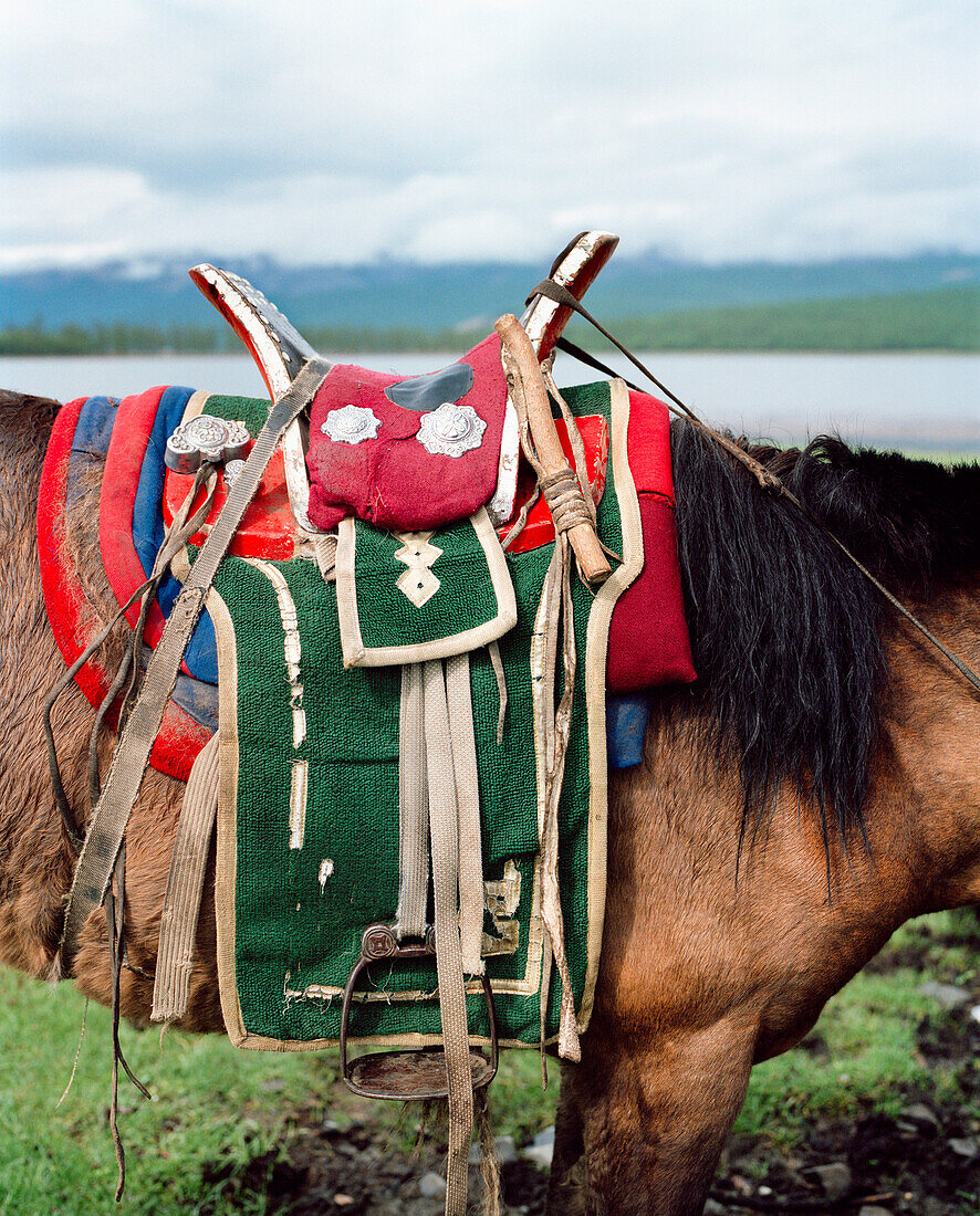 MONGOLIA, horse with a traditional saddle, Toilogt Ger Camp, Lake Khuvsgul