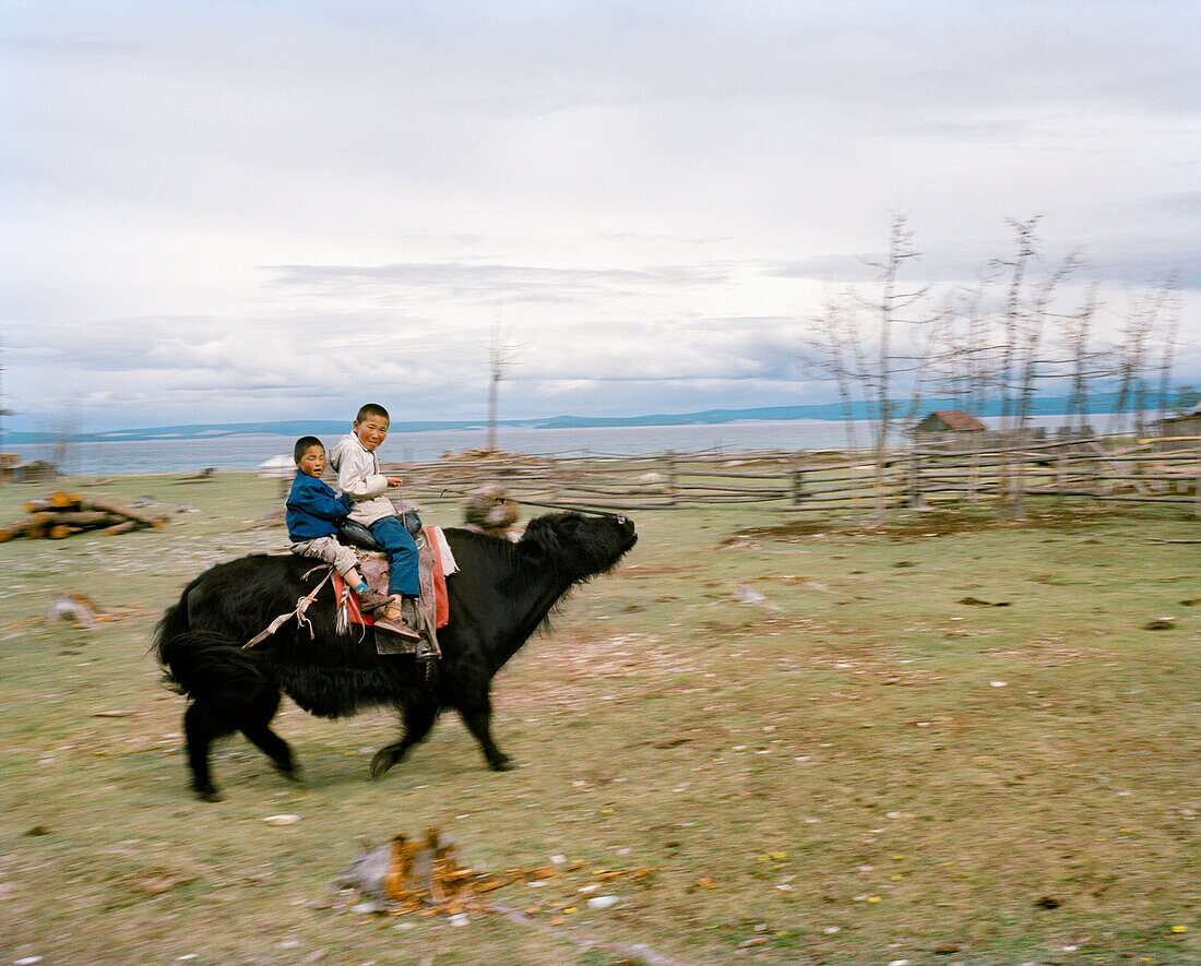 MONGOLIA, Batkhuu's home near Khuvsgul Lake, portrait of two boys riding a yak, Khuvsgul National Park