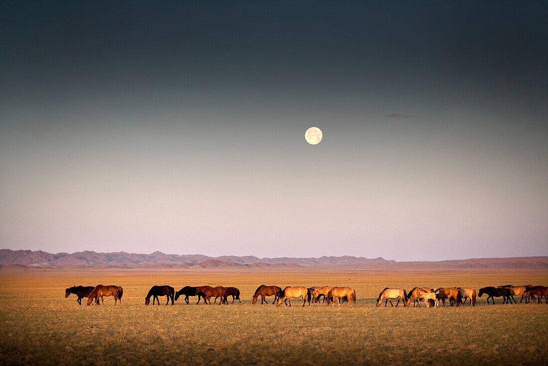 MONGOLIA, Gobi Desert, wild horses under the full moon in the morning