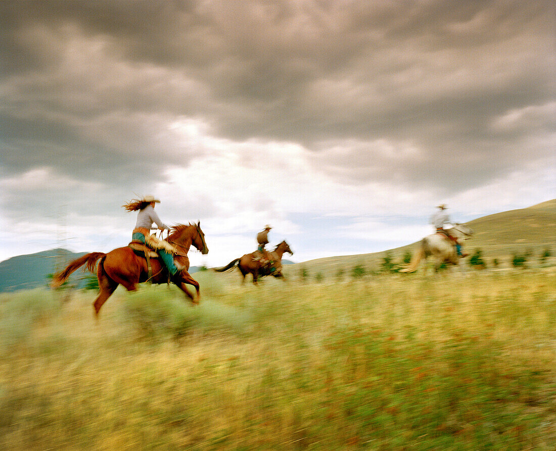 USA, Montana, people riding horses in the field at dusk, Gallatin National Forest, Emigrant