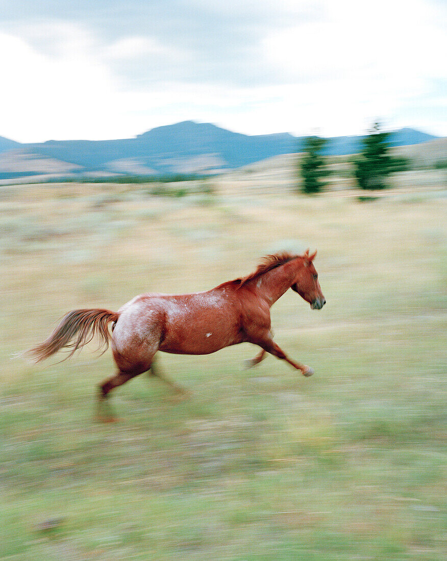 USA, Montana, horse running in the field, Gallatin National Forest, Emigrant