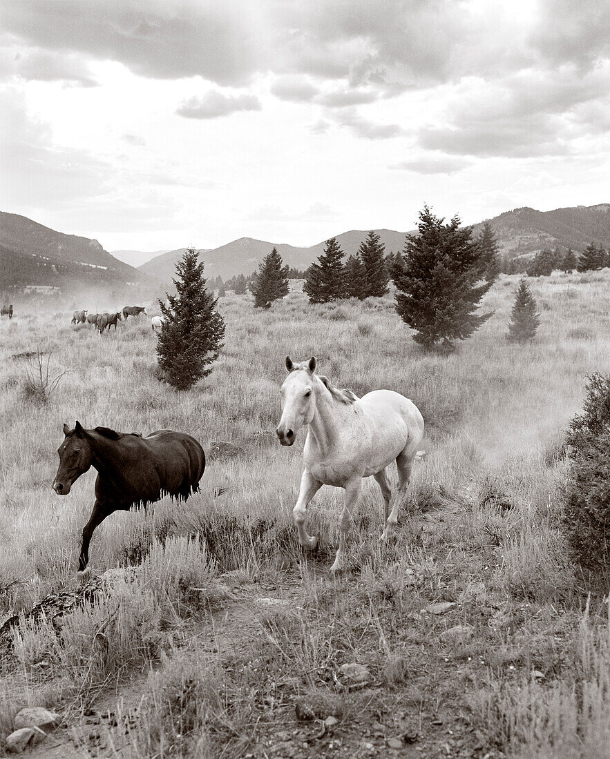 USA, Montana, horses running out to pasture, Gallatin National Forest, Emigrant