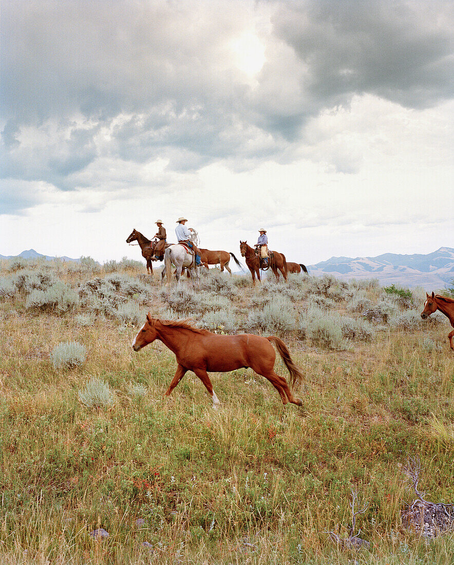 USA, Montana, cowboys and cowgirl on horses, Gallatin National Forest, Emigrant