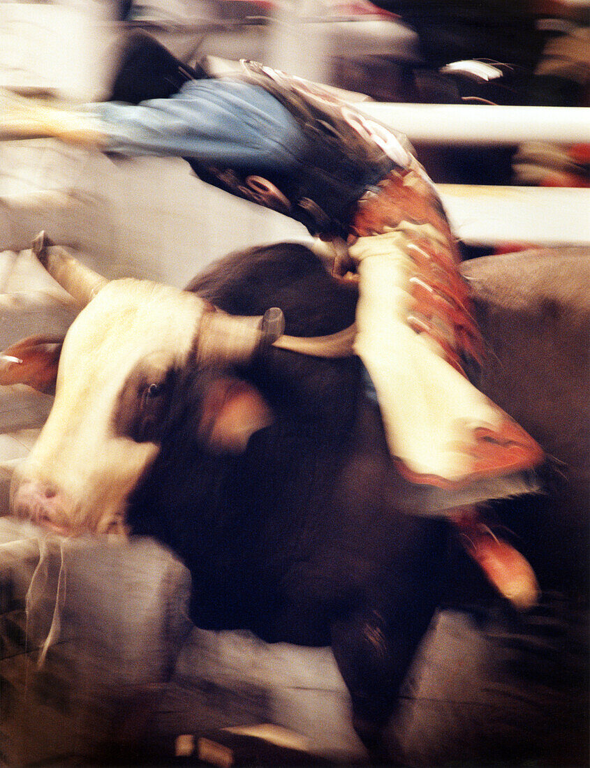 USA, Nevada, Las Vegas, cowboy riding a bull at the National Finals Rodeo