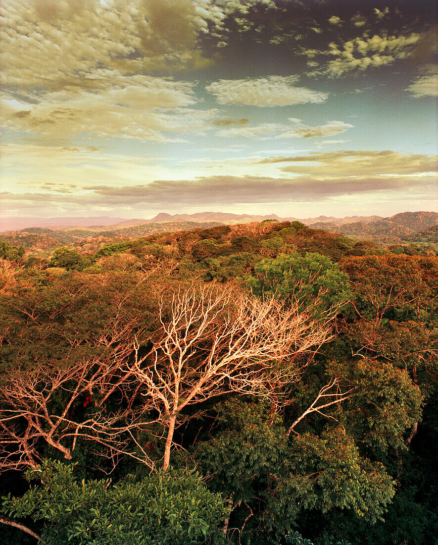 PANAMA, Panama City, Gamboa, the rainforest view from the top of the Canopy Tower, a converted radar tower turned into a Birdwatching Ecolodge, Central America