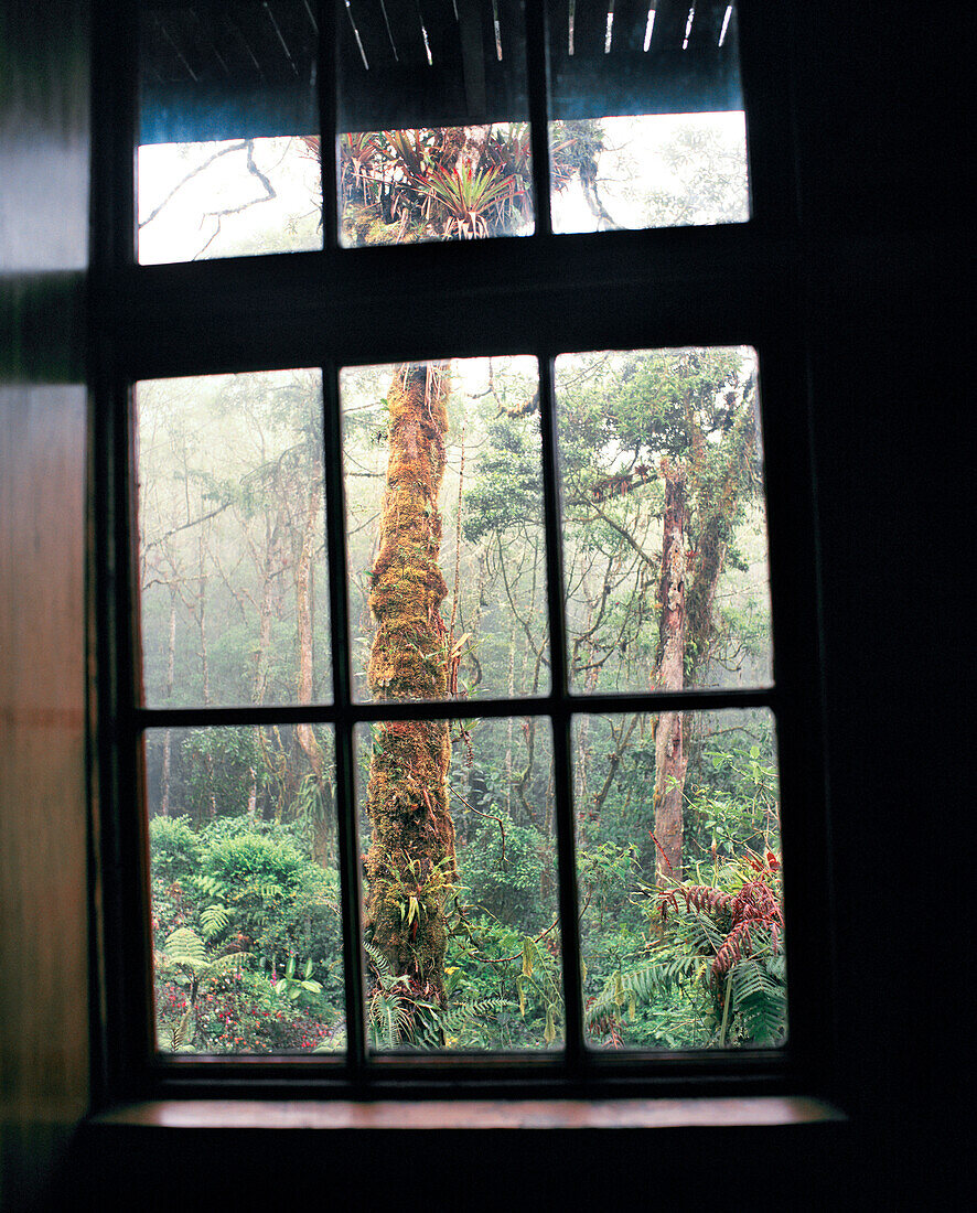 PANAMA, David, Guadalupe, Los Quetzales Lodge, room view from a cabin at the Los Quetzales Lodge, located in pristine cloud forest in the Chiriqui highlands, Central America