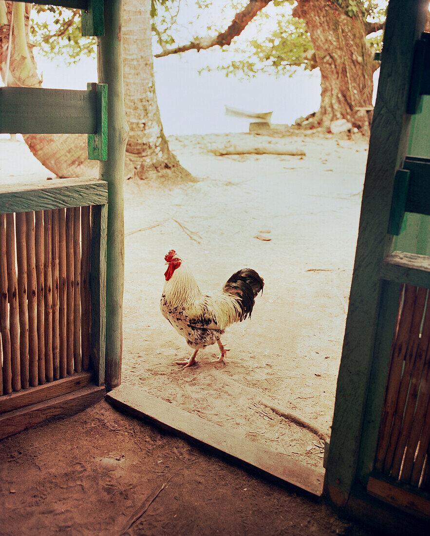PANAMA, Bocas del Toro, a rooster runs by the kitchen door of a house by the sea, Central America