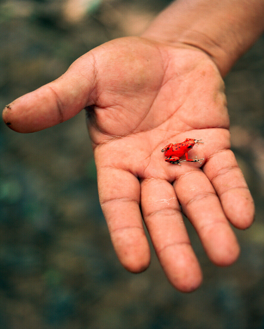 PANAMA, Isla Bastimentos, man holds a poisonous Bastimentos Red Frog at Red Frog Beach, Central America