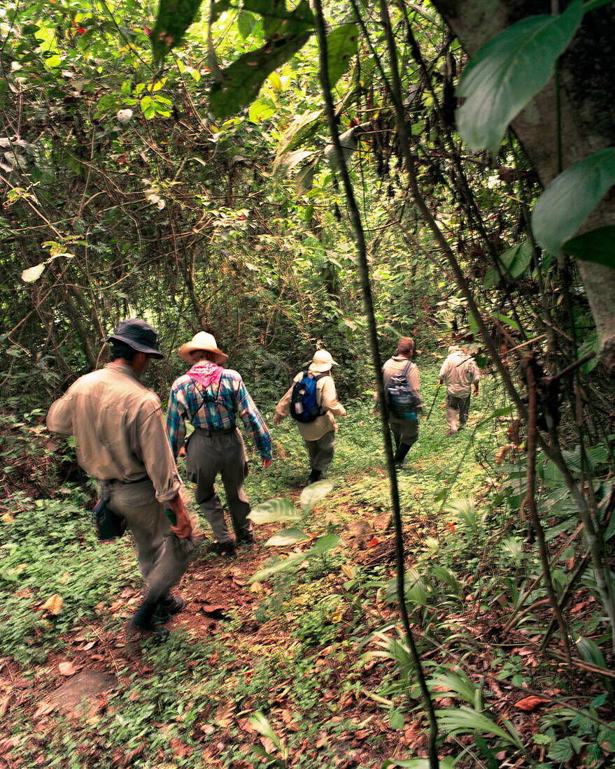 PANAMA, Cana, hiking trails through the jungle near the Cana Field Station close to the Colombian Boarder, Darien Jungle, Central America