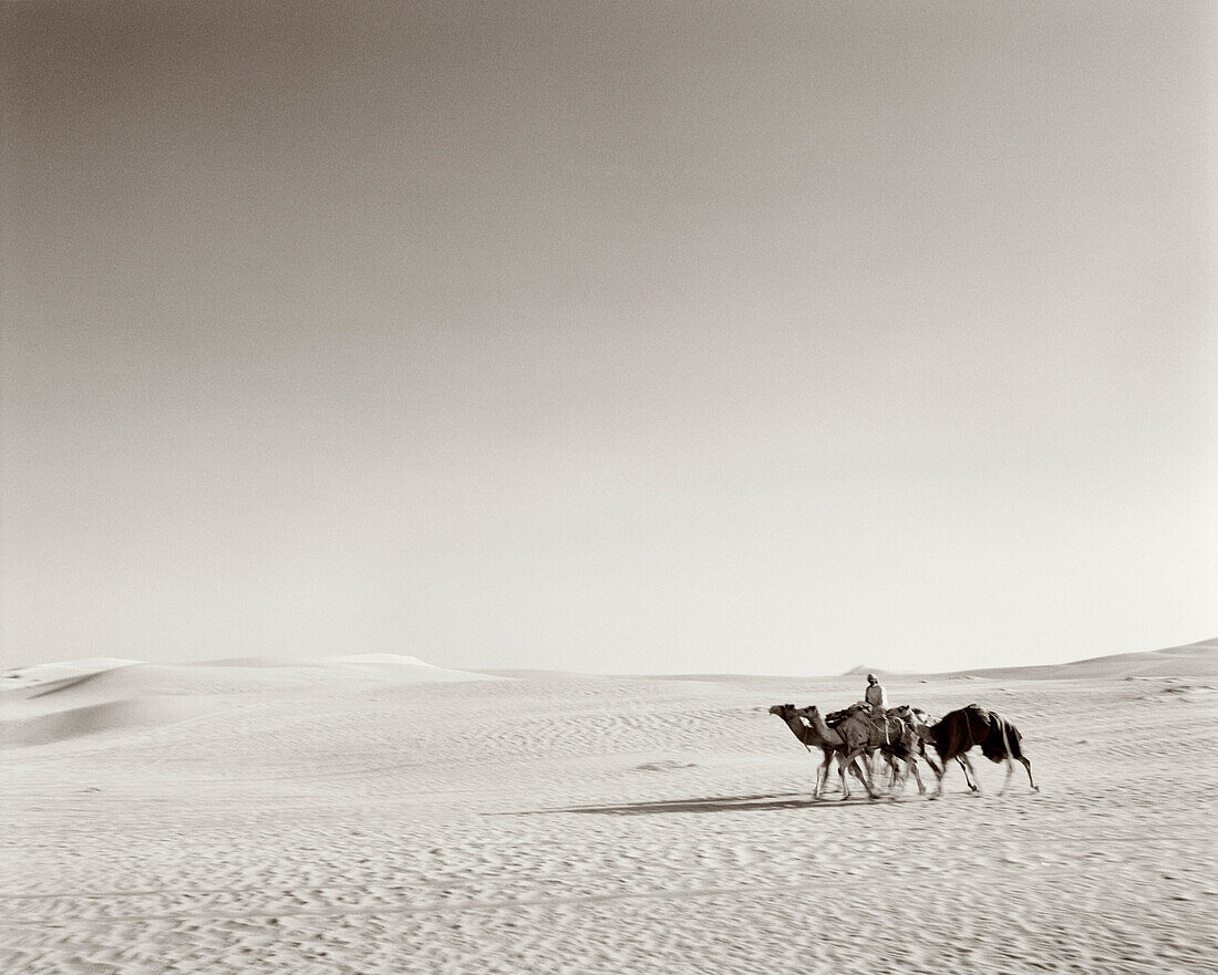 SAUDI ARABIA,The Empty Quarter, Najran, man riding camel in desert (B&W)