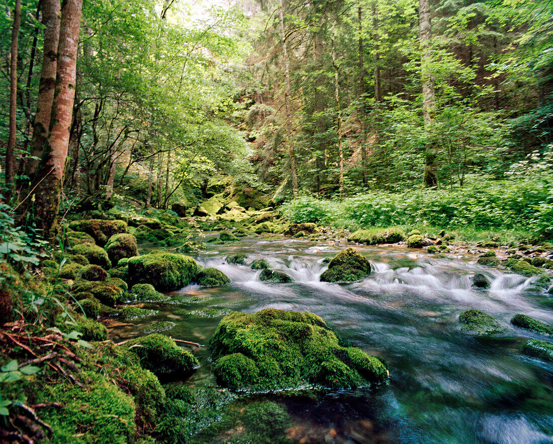 SWITZERLAND, Motiers, a stream runs through the forest in an area known as Cascade de Motiers, Jura Region