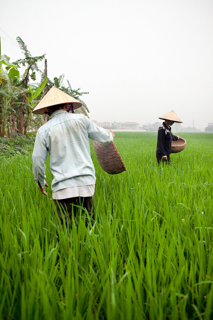 VIETNAM, Hanoi countryside, rice farmers Nguyen Huu Uc and Nguyen Thi Ha work in their family rice field, Nguyen Huu Y village