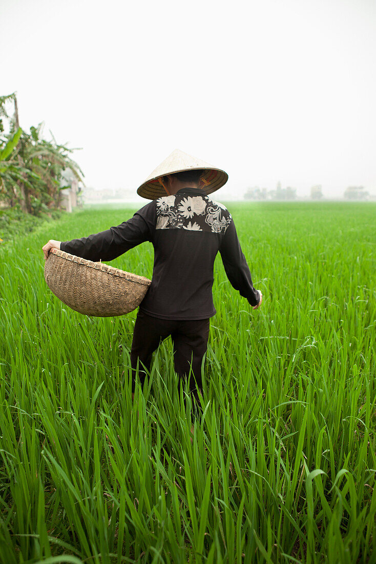 VIETNAM, Hanoi countryside, rice farmer Nguyen Thi Ha in her rice field in Nguyen Huu Y village