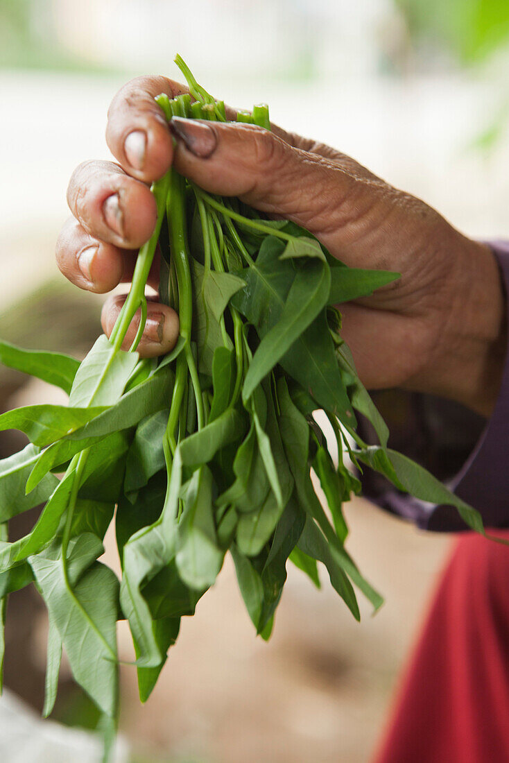 VIETNAM, Hue, a woman holds leafy green vegetables for sale at a rural roadside market