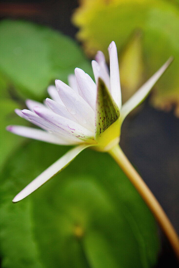 Vietnam, Hue, a lotus flower in bloom at a Pagoda and monastery