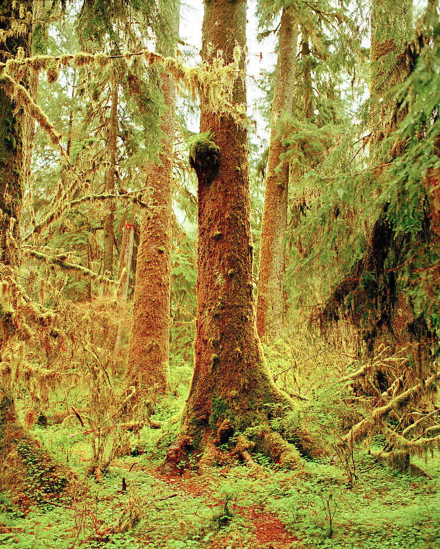 USA, Washington State, Sitka spruce trees covered in moss, Olympic National Park