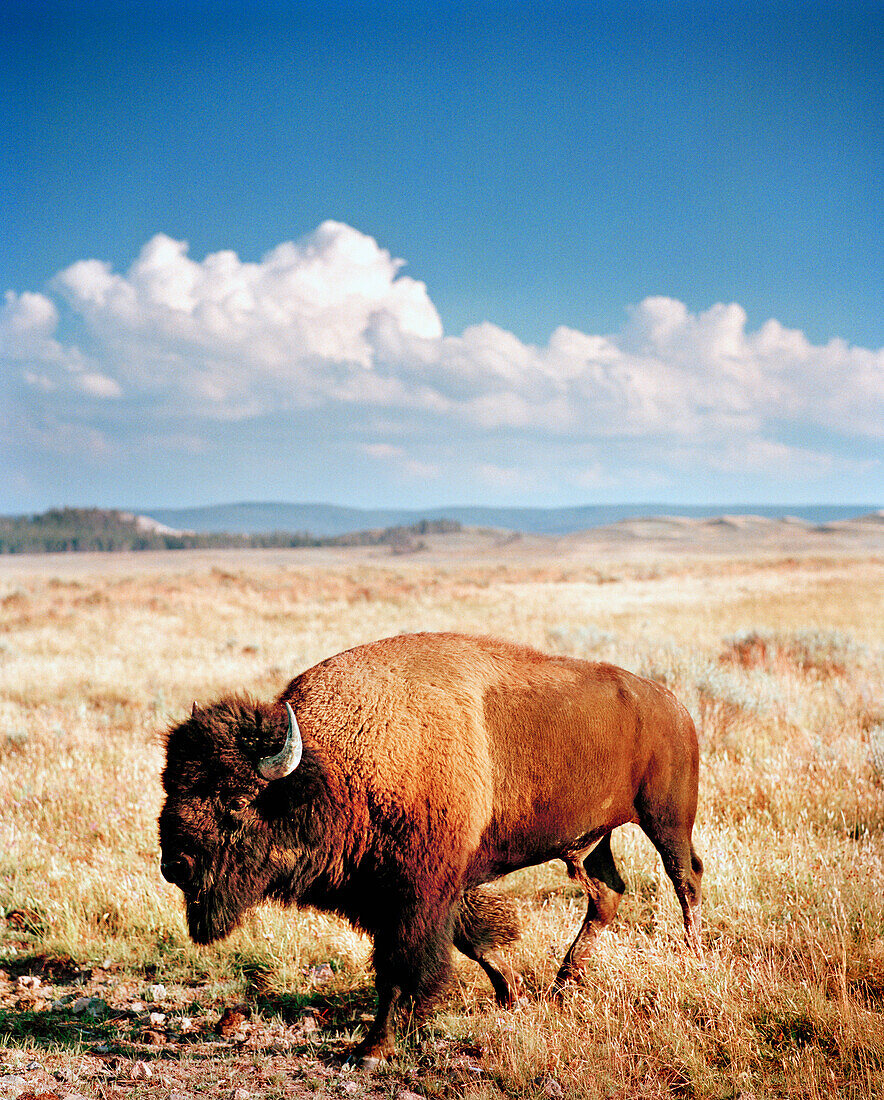 USA, Wyoming, bison walking on grass in Western landscape, Yellowstone National Park