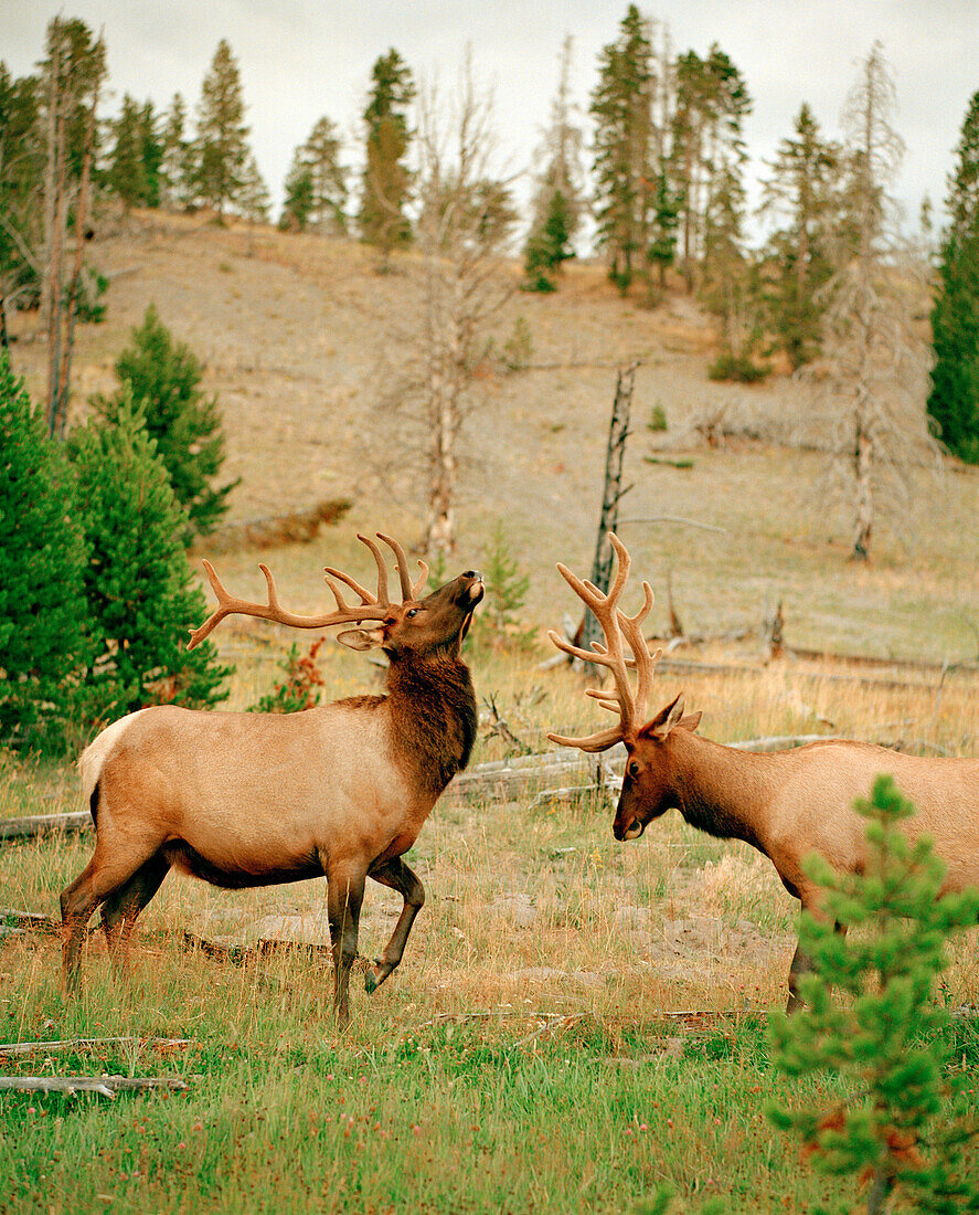 USA, Wyoming, elks sparring in the Firehole River Corridor, Yellowstone National Park
