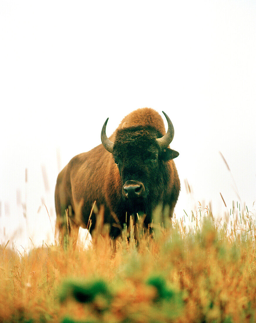 USA, Wyoming, bison grazing, Hayden Valley, Yellowstone National Park