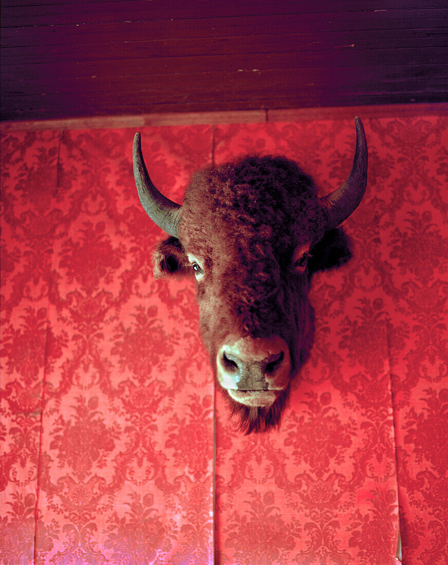 USA, Wyoming, bison head mounted on red wall, Old Trail Town, Cody