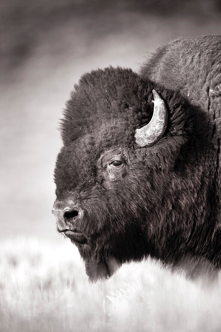 USA, Wyoming, closeup of a bison, Hayden Valley, Yellowstone National Park (B&W)