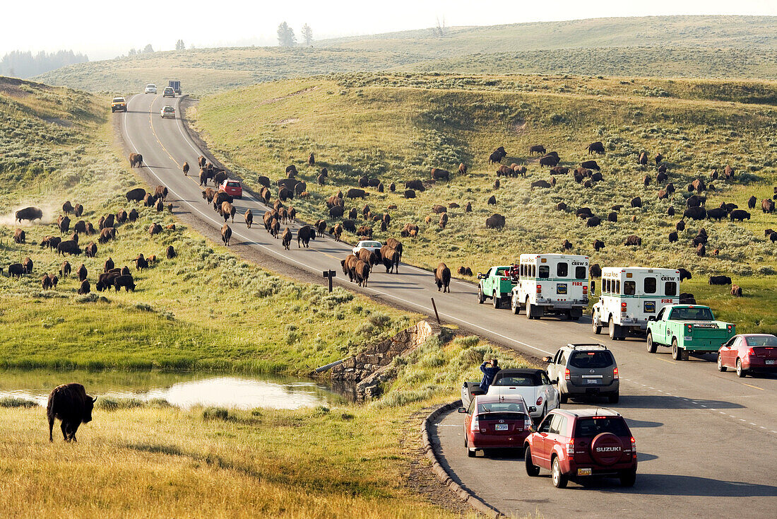 USA, Wyoming, large group of bison blocking traffic in Hayden Valley, Yellowstone National Park