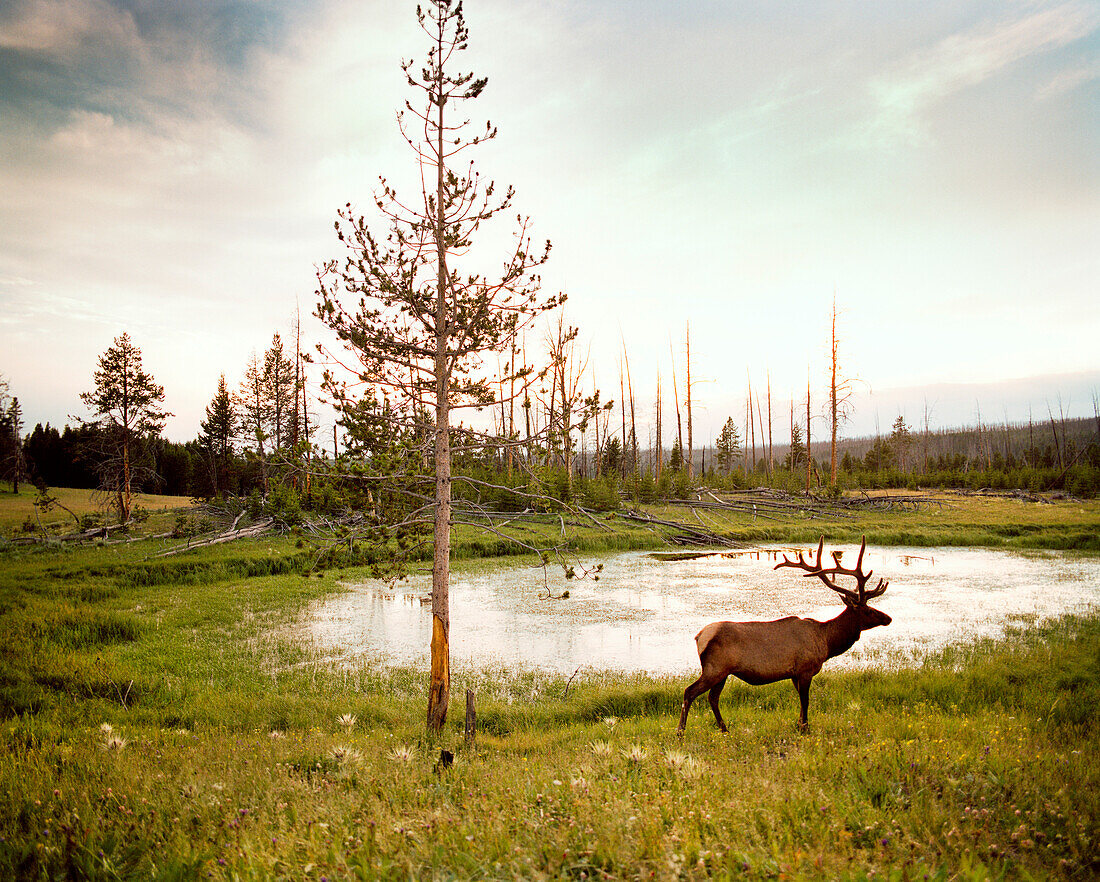 USA, Wyoming, elk standing by lake on grass near Canyon Village, Yellowstone National Park