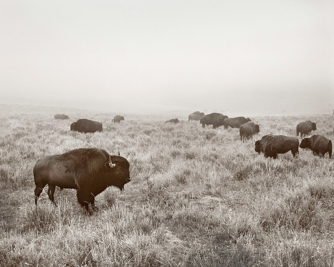 USA, Wyoming, bison grazing in Hayden Valley, Yellowstone National Park (B&W)