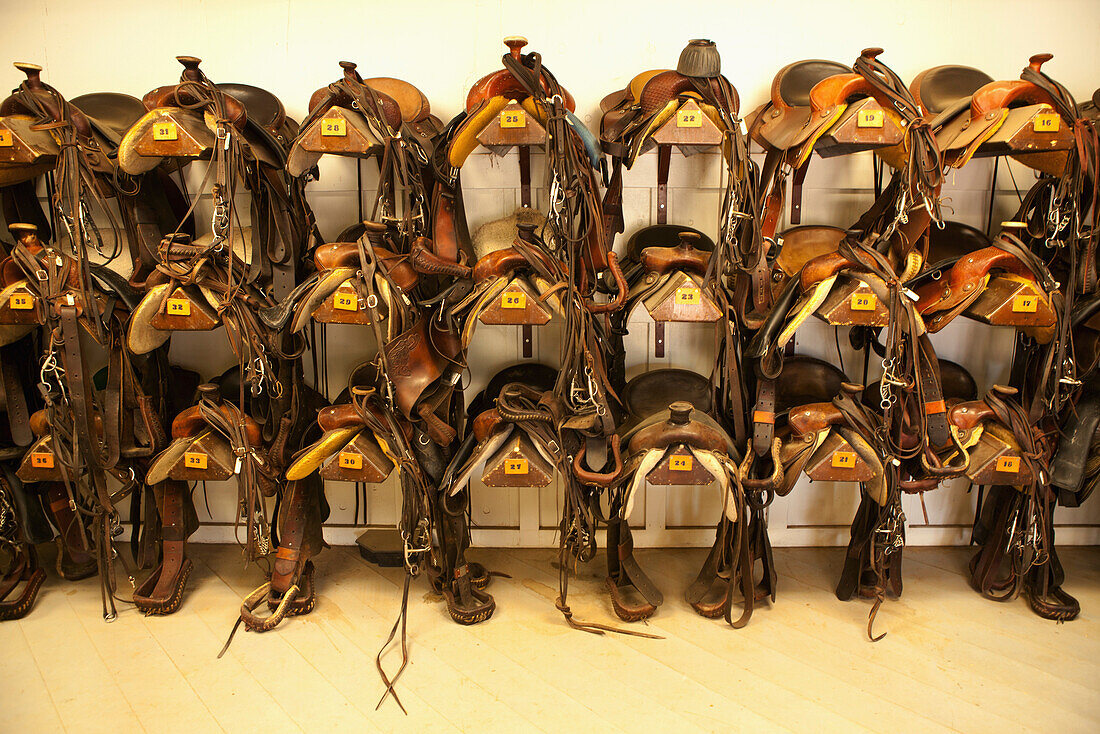 USA, Wyoming, Encampment, horse saddles hanging on a wall in a tack room, Abara Ranch
