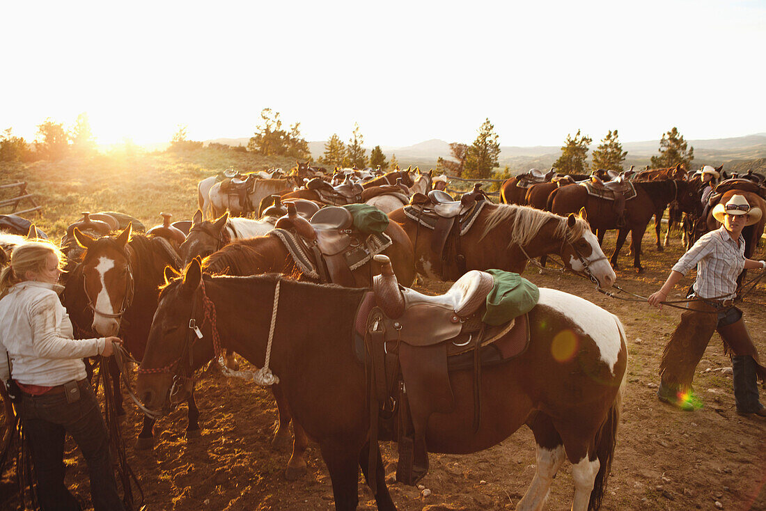 USA, Wyoming, Encampment, wranglers gather horses for guests at a dude ranch, Abara Ranch