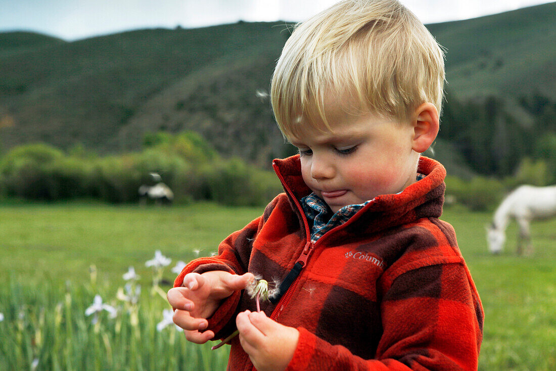 USA, Wyoming, Encampment, a young boy playing with a dandelion, AbarA Ranch