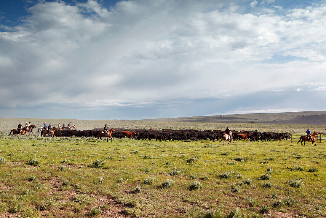 USA, Wyoming, Encampment, cowboys move cattle towards a corral to be branded, Big Creek Ranch